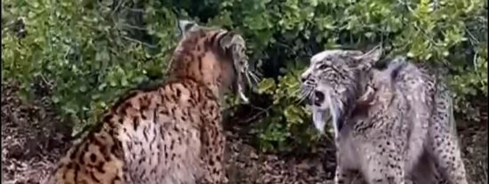 Dos linces peleando a cabezazos