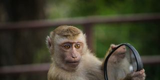 V&iacute;deo Viral: El truco del espejo para ver lo invisible