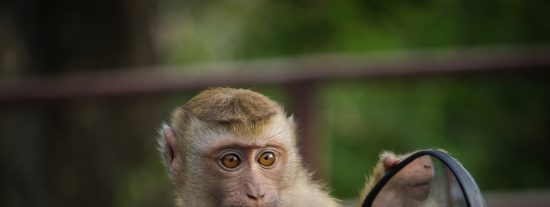 V&iacute;deo Viral: El truco del espejo para ver lo invisible