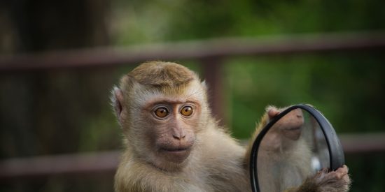 El mono y el espejo.