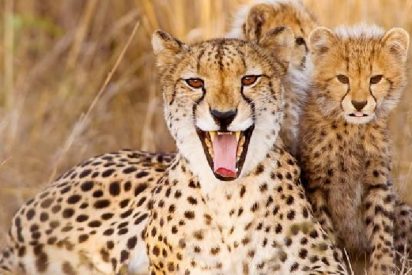 La madre guepardo y sus cachorros
