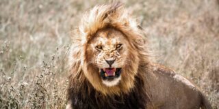 El momento en que el le&oacute;n atrapa a un desventurado y lo arrastra para com&eacute;rselo