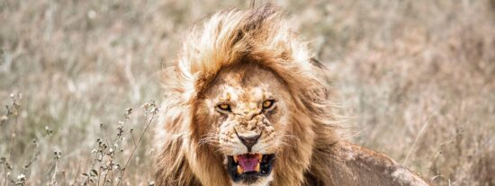 El momento en que el le&oacute;n atrapa a un desventurado y lo arrastra para com&eacute;rselo
