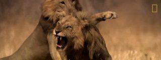 El Rey Le&oacute;n: feroz y masiva pelea entre felinos por su territorio y el derecho a copular