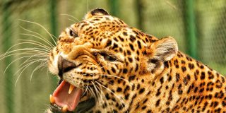 El Rey de los ladrones: feroz pelea entre dos leopardos