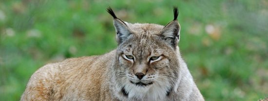 Lince