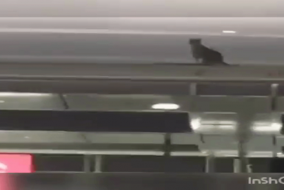 Esta gata deambula por un aeropuerto de Nueva York y esquiva la persecuci&oacute;n policial por una semana