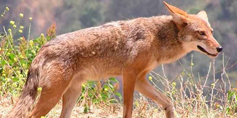 &iquest;Sabes por qu&eacute; los coyotes se han adue&ntilde;ado de Am&eacute;rica del Norte?