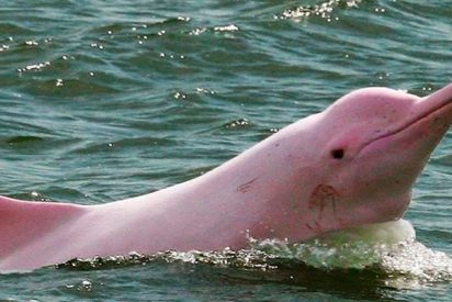 &iquest;Sab&iacute;as que los delfines del Amazonas est&aacute;n en v&iacute;as de extinci&oacute;n?