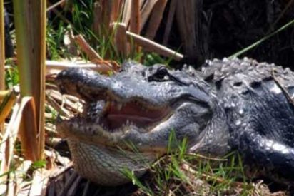 Qu&eacute; ver y hacer en los Everglades de Florida