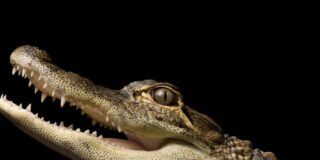 Caimán, el americano aligator