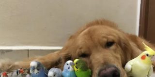 El perro y los periquitos