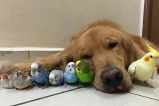 El perro y los periquitos