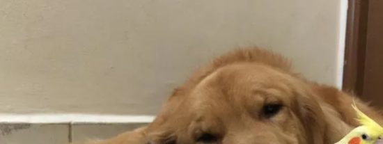 El perro y los periquitos