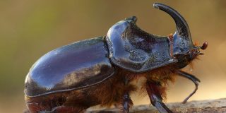 &Eacute;pica batalla entre dos escarabajos gigantes conquista la Red