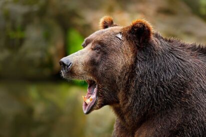 Oso