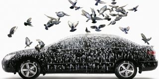 Coche: matas al p&aacute;jaro y el golpe te rompe el parabrisas