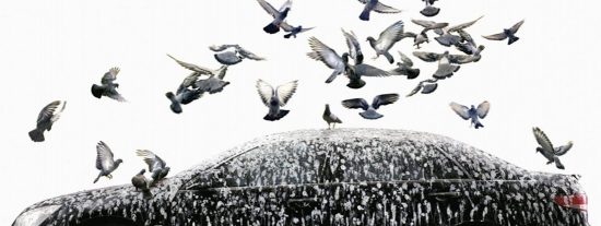 Coche: matas al p&aacute;jaro y el golpe te rompe el parabrisas