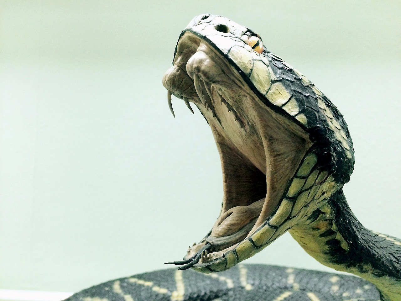 La cobra esconde un secreto evolutivo dentro de su peligroso veneno