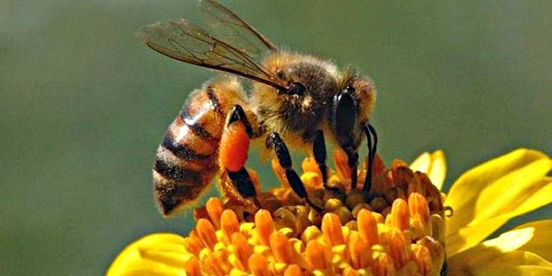 Flores, abeja y polen.