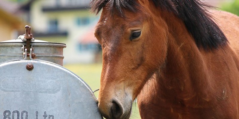 Descubren que los caballos perciben se&ntilde;ales emocionales humanas de la cara y la voz