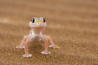 Ultima moda para pijos: un gecko como mascota