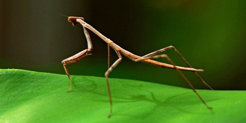 ¿Sabías que el insecto palo es capaz de reproducirse después de muerto?