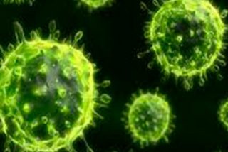 Descubren c&oacute;mo funciona el gen antiviral