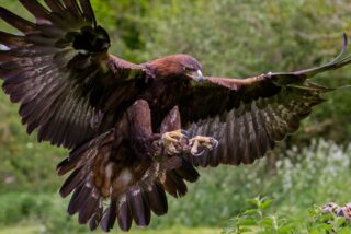 Este &aacute;guila real, entrenada para cazar, 'caza' a una ni&ntilde;a de 8 a&ntilde;os