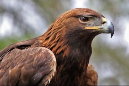 Este &aacute;guila real 'caza' a una ni&ntilde;a de 8 a&ntilde;os como si fuera un conejo