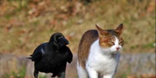 Cuervo y gato