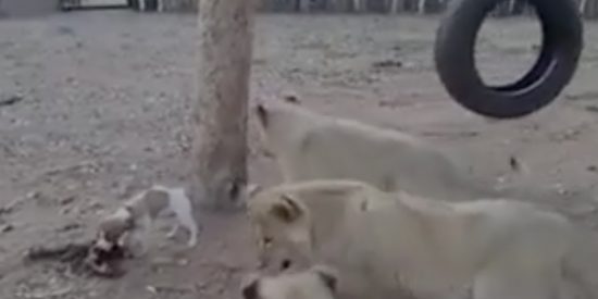 El perrito que 'acojona' a tres cachorros de le&oacute;n ya grandullones