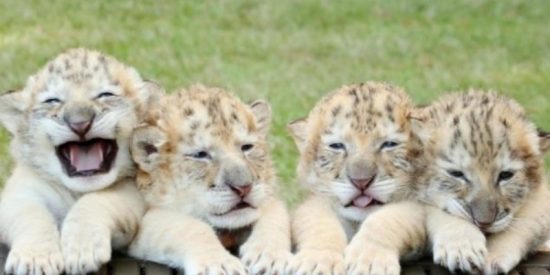 Ligers, cachorros del cruce entre el león y la tigresa
