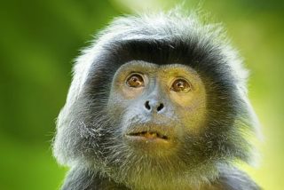 El mono intenta revivir a su amigo electrocutado