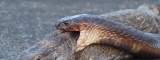 Pelea entre una cobra y un varano