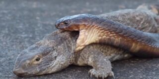 Pelea entre una cobra y un varano