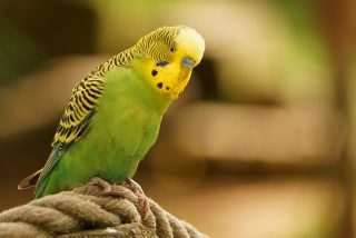 Este periquito que 'llora' la muerte de su amigo conmueve a las redes