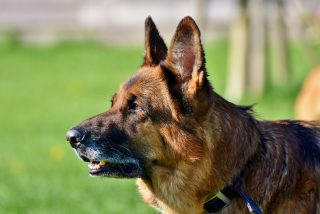 Un ni&ntilde;o de 2 a&ntilde;os fallece despu&eacute;s que dos perros le arrancaran los genitales en su cumplea&ntilde;os