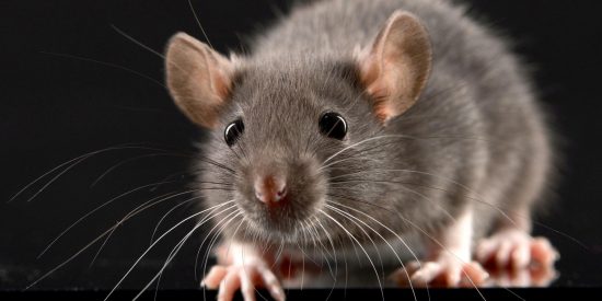 &iquest;Qu&eacute; buscan descubrir los cient&iacute;ficos que trasplantaron minih&iacute;gados humanos en ratas?