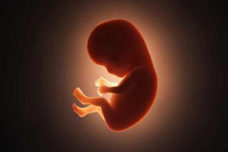 Carmelo &Aacute;lvarez Fern&aacute;ndez de Gamarra: "El feto siente dolor cuando lo matan"