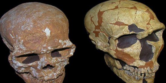 Este cr&aacute;neo revela nueva informaci&oacute;n sobre el sistema visual neandertal