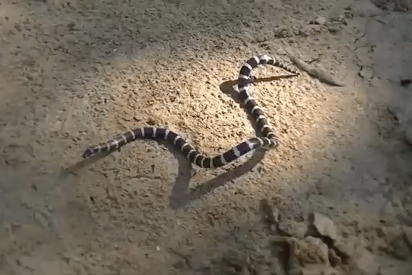Descubren este nuevo tipo de serpiente letalmente venenosa