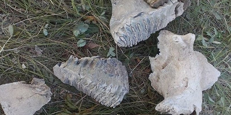 Descubren en Siberia estos huesos de un gigantesco ancestro del mamut