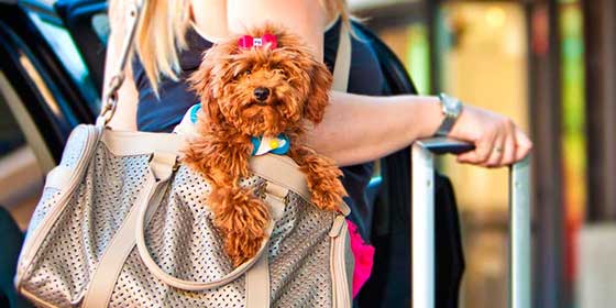 Todo lo que debes saber si viajas con tu mascota