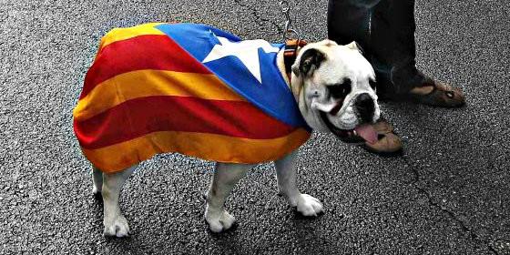 La historia del perro de Ja&eacute;n a quien iban a matar y que aprendi&oacute; catal&aacute;n