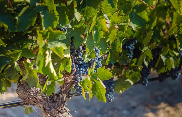 uvas negras resveratrol