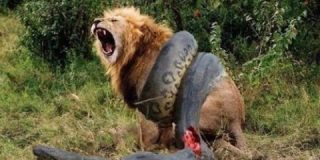 Peleas a muerte entre grandes animales