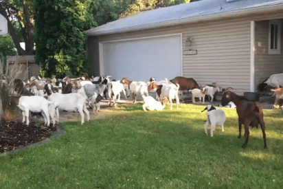 Esta ciudad en EE.UU. sufre una invasión de cabras