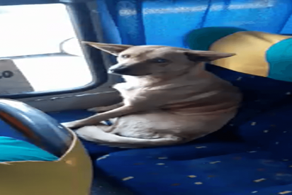 El gesto de este conductor hacia un perro callejero que subió a su autobús conmueve las redes