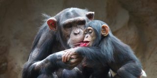 Chimpancé con su cría